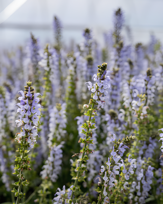 SALVIA NEMOROSA "CRYSTAL BLUE"