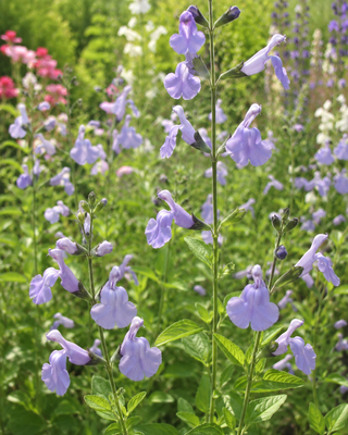 SALVIA "DELICE AQUAMARINE"