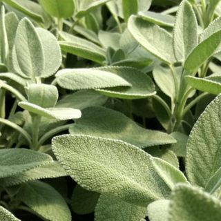 Salvia foglia larga