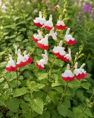 SALVIA MICROPHYLLA "HOT LIPS"