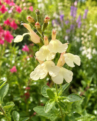 SALVIA "LA LUNA"