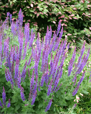 SALVIA X SYLVESTRIS "MEINACHT"