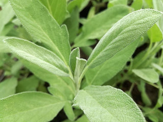 Salvia