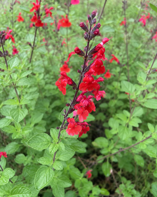 SALVIA "ROYAL BUMBLE"