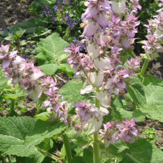 Salvia Moscatella o Sclarea