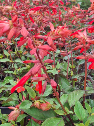 Salvia 'Ember Wish'