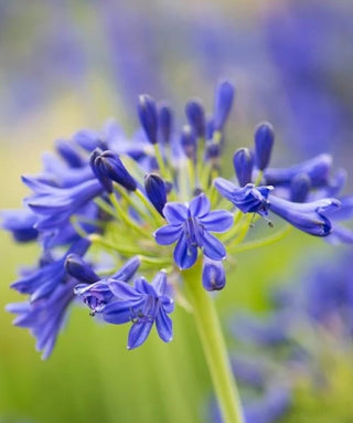 Agapanthus Sandrigham