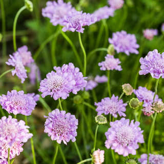 Scabiosa viola