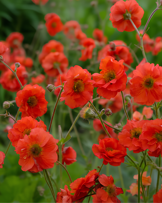 GEUM "SCARLET TEMPEST"
