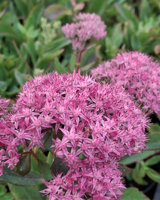 SEDUM "CARL"