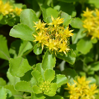 Sedum giallo