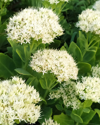 SEDUM "ICEBERG"