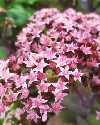 SEDUM "MATRONA"