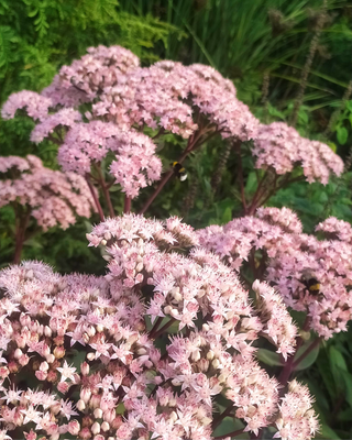 SEDUM "MATRONA"