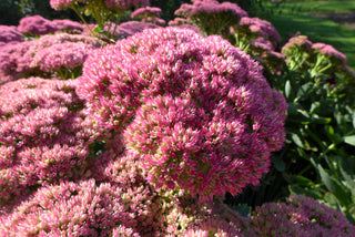 Sedum 'Autumn Joy'