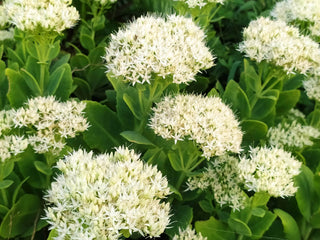 Sedum 'Iceberg'