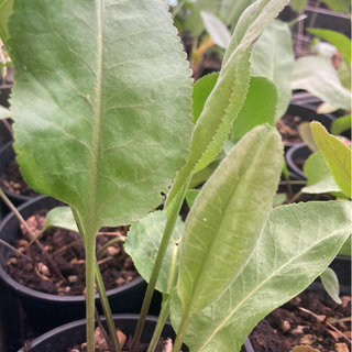 Senape perenne