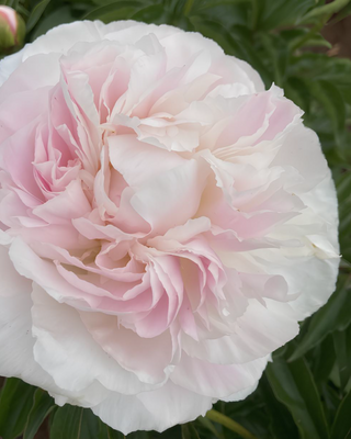 PEONIA SHIRLEY TEMPLE