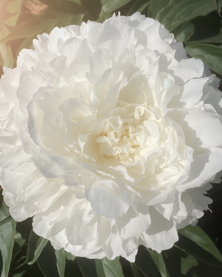 PEONIA SHIRLEY TEMPLE