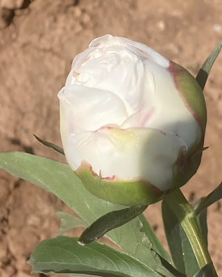 PEONIA SHIRLEY TEMPLE