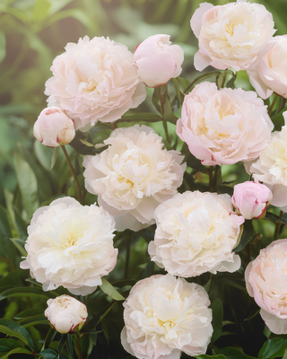 PEONIA SHIRLEY TEMPLE