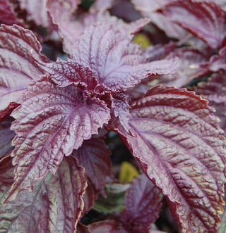 Shiso