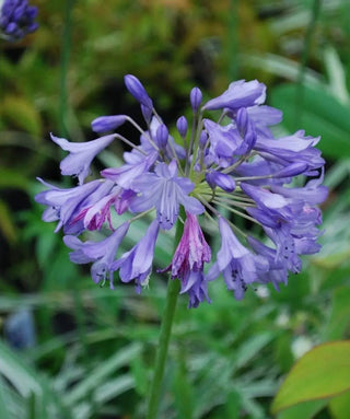 Agapanthus Silver Moon