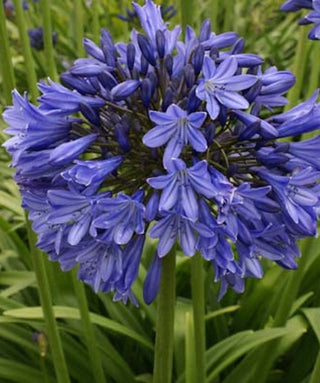 Agapanthus Silvyne