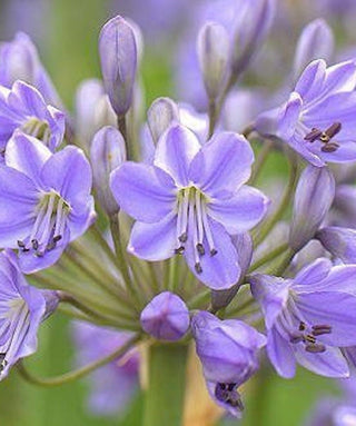 Agapanthus Southern Cross
