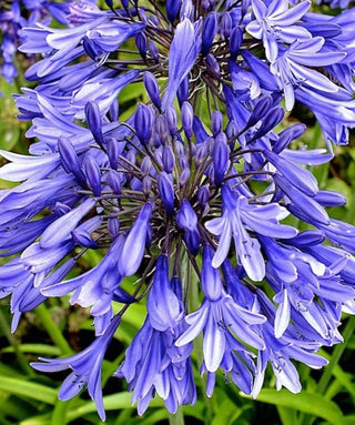 Agapanthus Star Dust