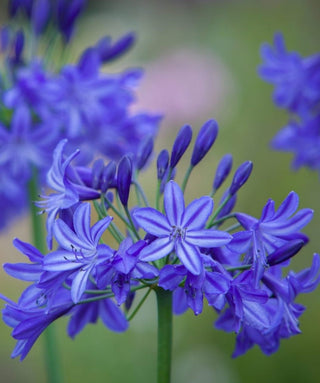 Agapanthus Stars and Stripes