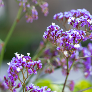Statice viola