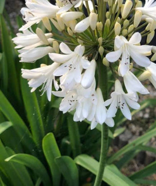 Agapanthus Stephanie Charm
