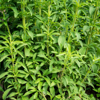 Stevia