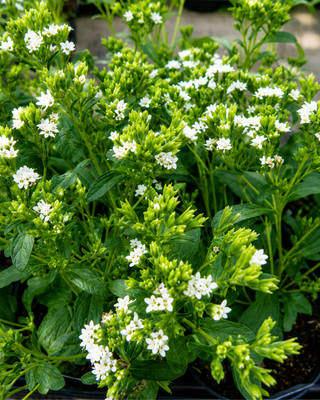 PIANTA DI STEVIA REBAUDIANA