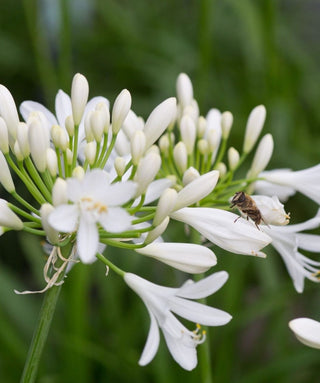 Agapanthus Summer Days