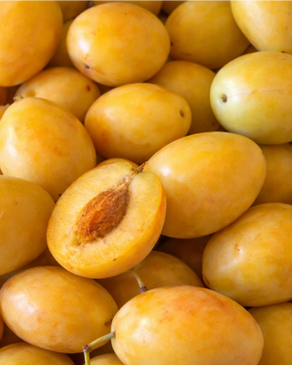 PIANTA DI SUSINA PAPPAGONA "PRUNUS DOMESTICA"
