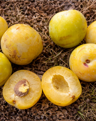 PIANTA DI SUSINA REGINA CLAUDIA GIALLA "PRUNUS DOMESTICA"