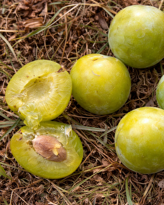 PIANTA DI SUSINA REGINA CLAUDIA VERDE "PRUNUS DOMESTICA"