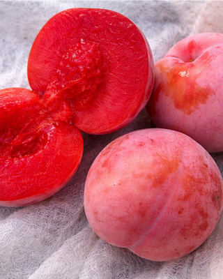 PIANTA DI SUSINA SANGUE DI DRAGO "PRUNUS DOMESTICA"