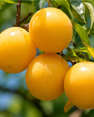 PIANTA DI SUSINA SHIRO O GOCCIA D'ORO "PRUNUS DOMESTICA"