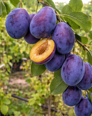 PIANTA DI SUSINA STANLEY "PRUNUS DOMESTICA"