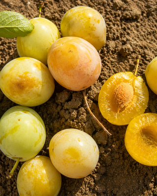 PIANTA DI SUSINA TARDIVA DI SAN DONATO "PRUNUS DOMESTICA"