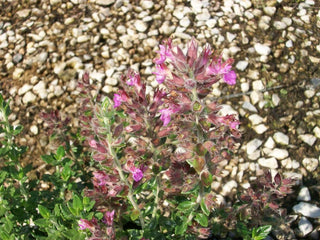 Teucrium chamaedrys-Teucrium camedrio
