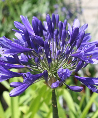 Agapanthus Timaru