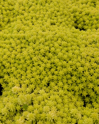 SEDUM JAPONICUM "TOKYO SUN"