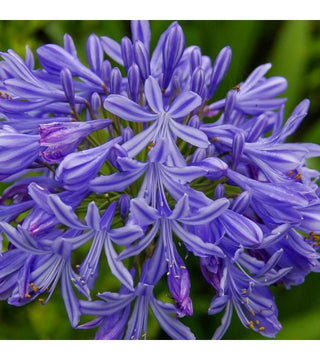 Agapanthus Tornado