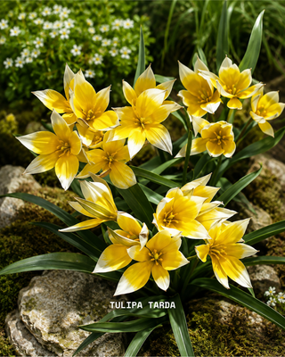 Giardino in Vaso