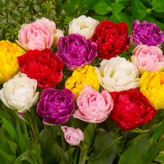 Tulipani Doppi In Miscuglio