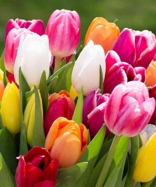 Bulbettino - TULIPANI